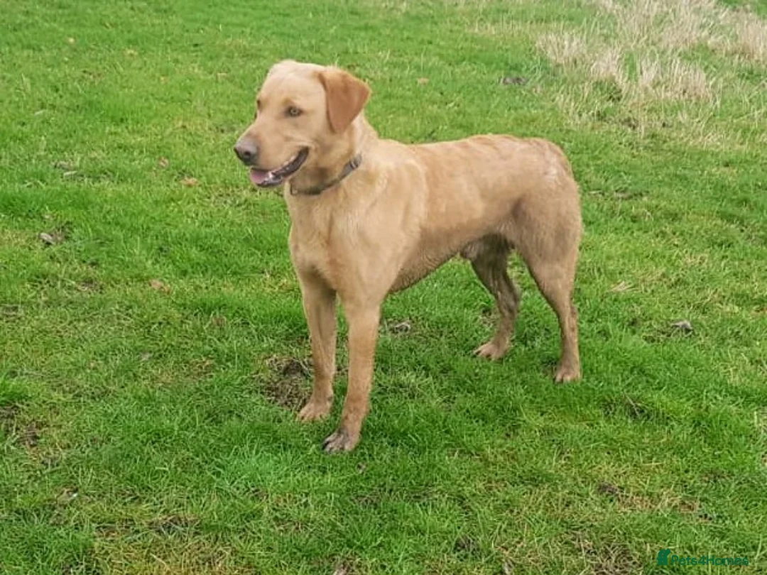 Labrador Retriever dogs for stud: FTCH/working lines 0 Hips 0 Elbows Clear 272 DNA in Doncaster - Advert 5