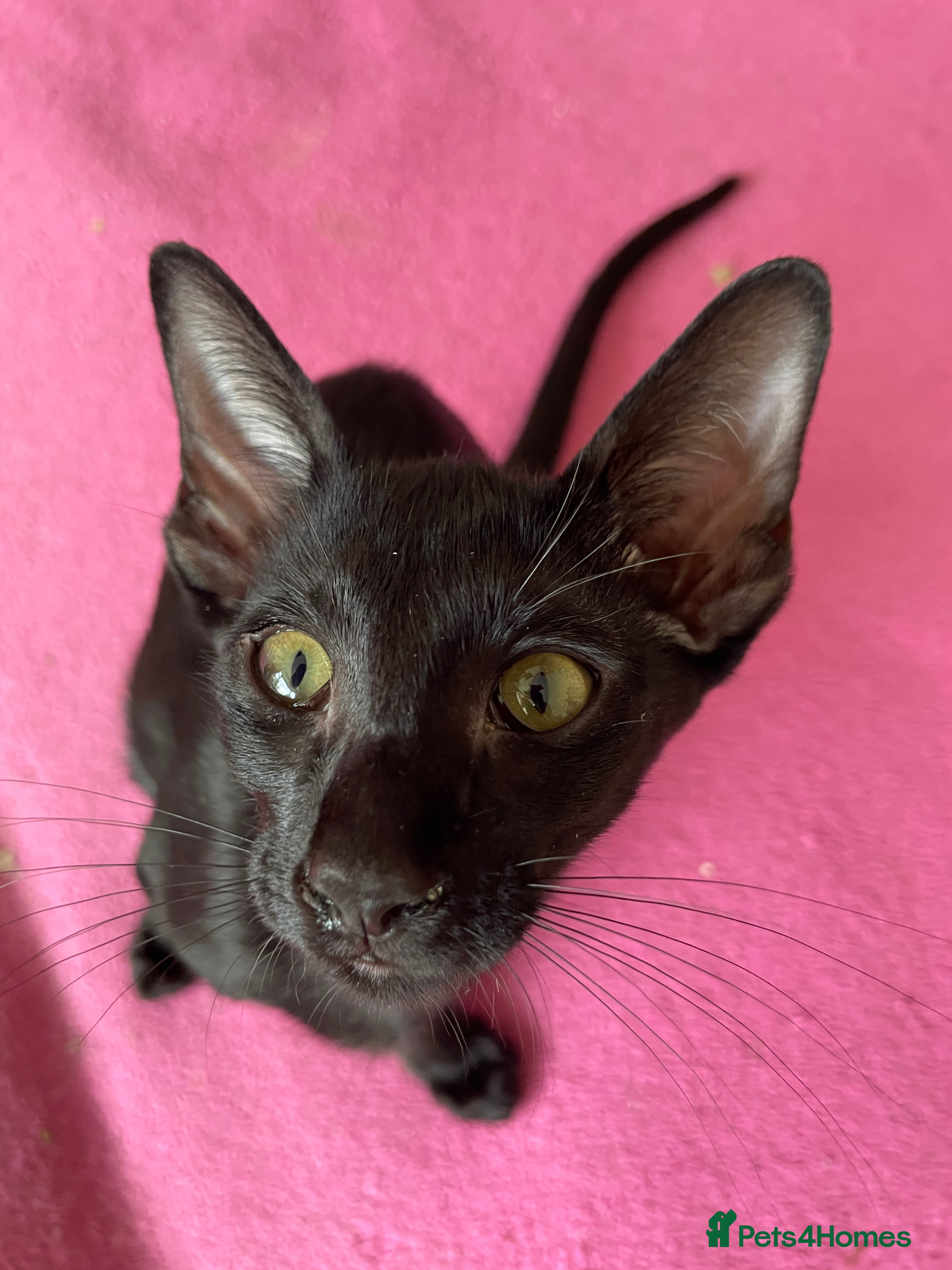 Oriental cats 8 stunning oriental kittens available now - Advert 2