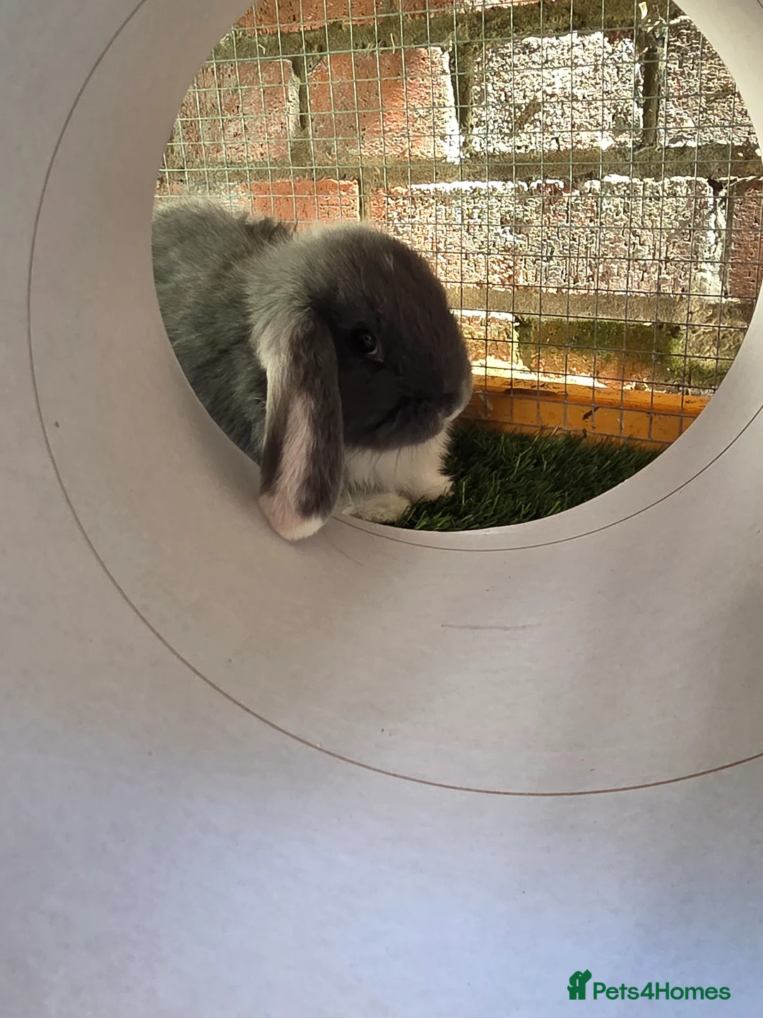 Mixed Breed rabbits for sale: Two female bunnies  in Oldham - Advert 3