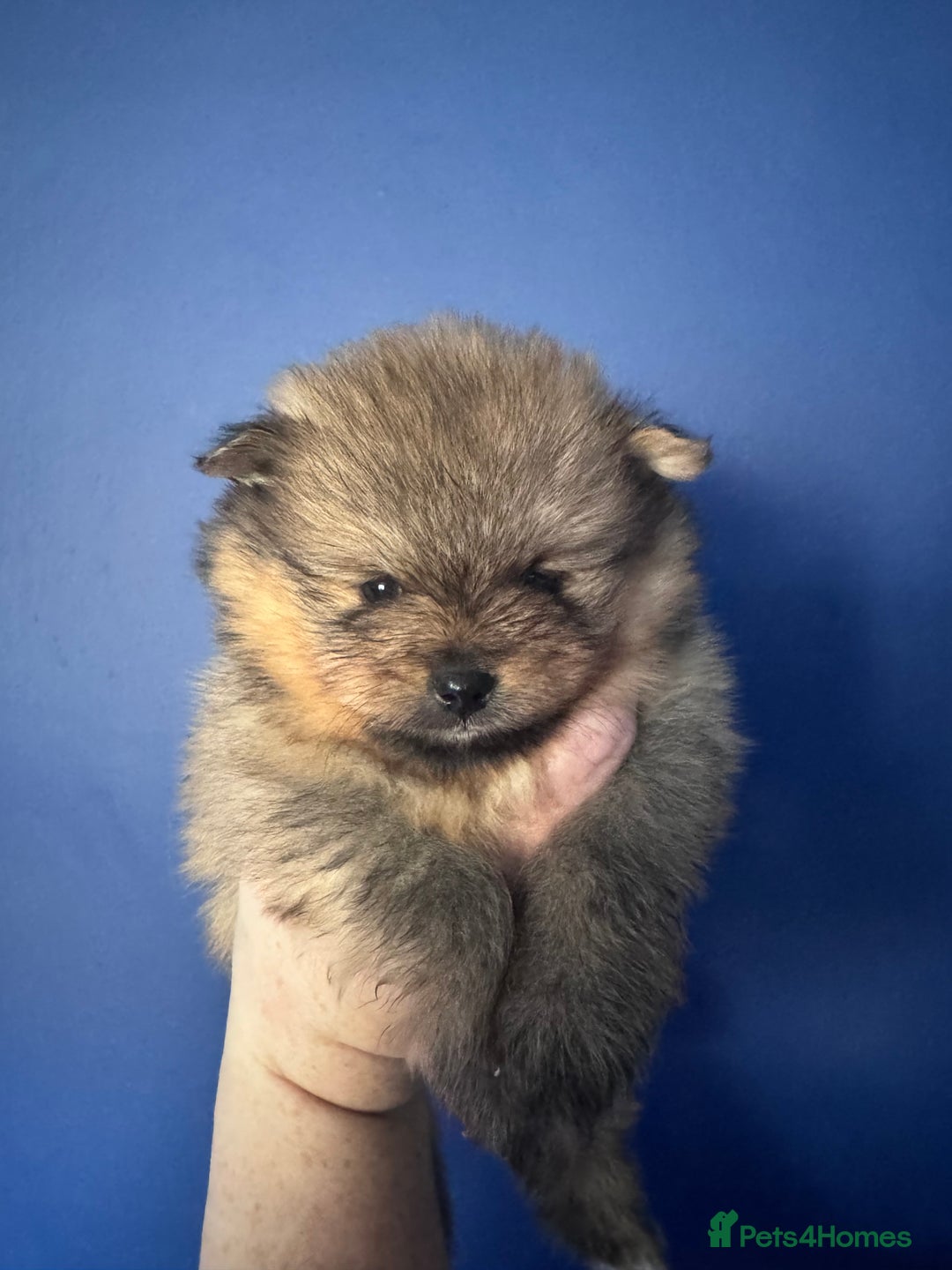 Pomeranian dogs for sale: 🏆 KC HEALTH TESTED POMERANIAN PUPPIES 🏆  - Image 6