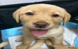 Labrador Retriever dogs for sale: Pure breed Labrador Retrievers puppies  - Image 24