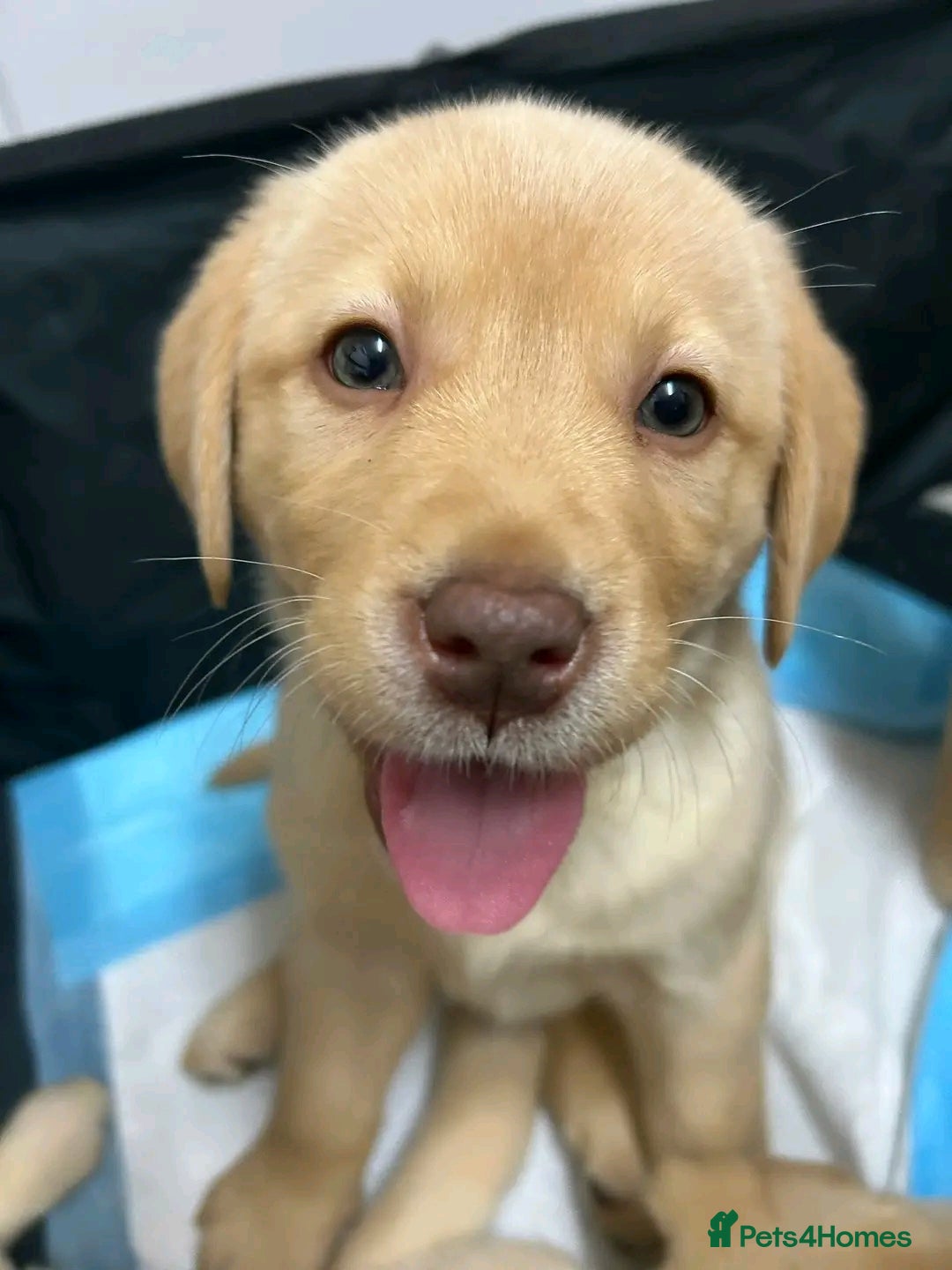 Labrador Retriever dogs for sale: Pure breed Labrador Retrievers puppies  - Image 24