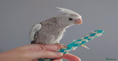 Cockatiels birds - Advert 13