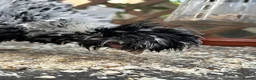 Chickens poultry for sale: Poland Bantam Cockerels Smooth and Frizzle - Advert 4