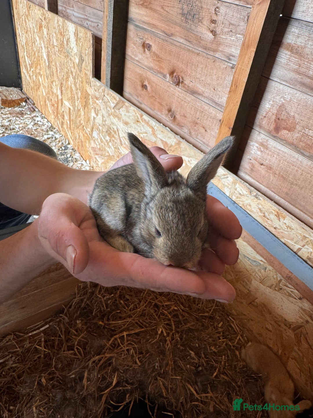 Continental Giant rabbits for sale: Pure Bred Continental Giant Rabbits  - Image 8