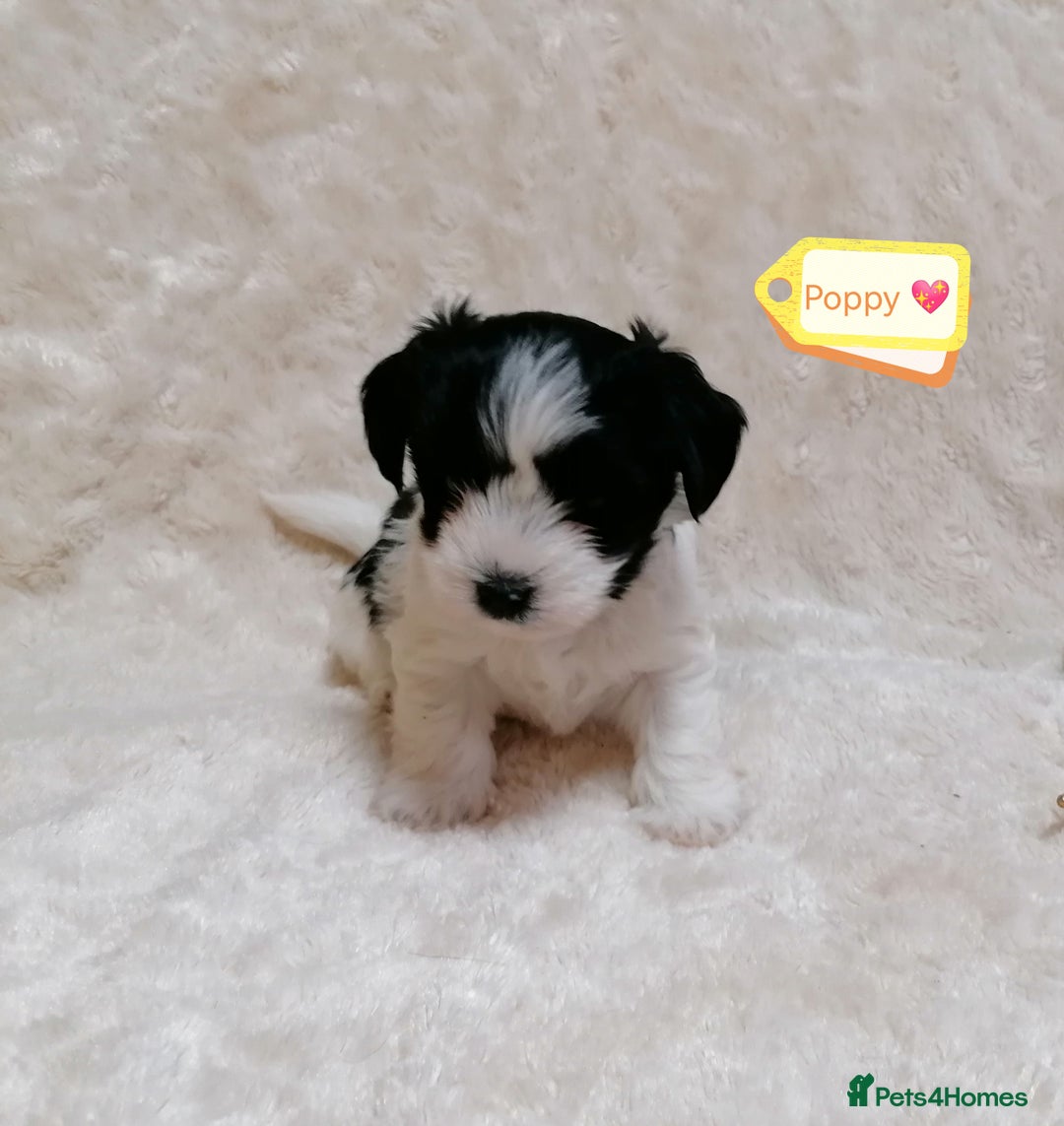 Biewer Terrier dogs for adoption: 🏠❤️ Biewer Puppies Looking for Loving homes - Advert 5