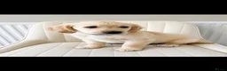 Golden Retriever dogs for sale: 2 gorgeous male puppies - Advert 4