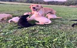 Labrador Retriever dogs for sale: Labrador Retriever Puppies  - Image 12