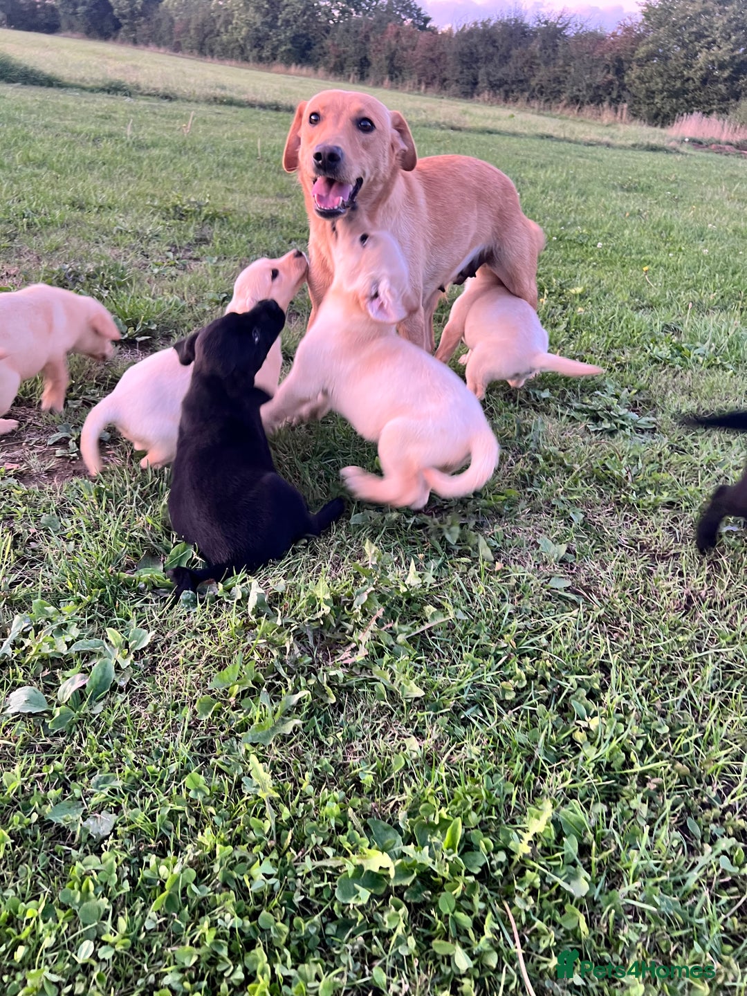 Labrador Retriever dogs for sale: Labrador Retriever Puppies  - Image 12