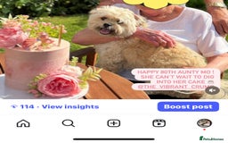 Mixed Breed dogs for sale: Peke’a’tease  - Image 31