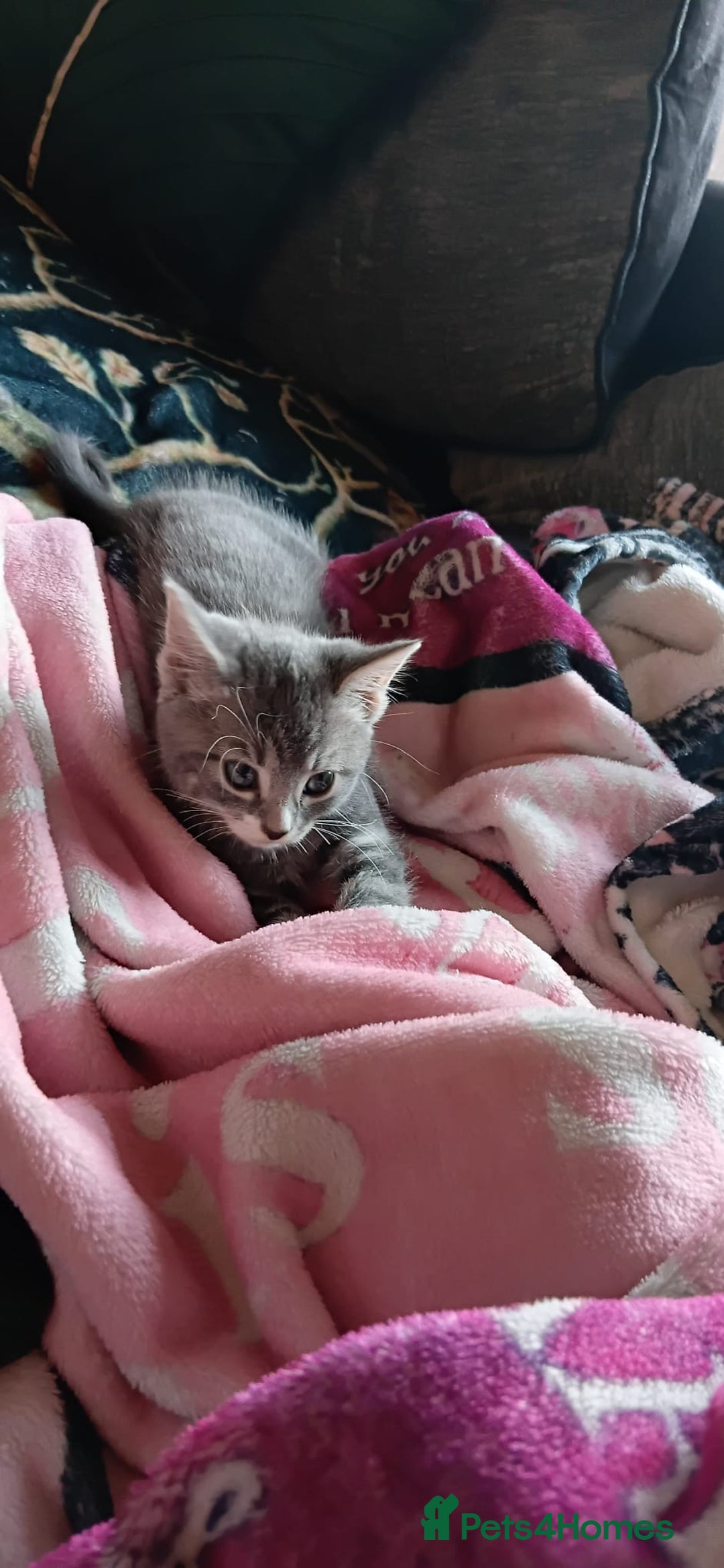 Mixed Breed cats for sale: 3 Blue British shorthair and Mancoon mixed kittens - Advert 10