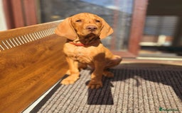 Hungarian Vizsla dogs for sale: 2 viz boys looking for loving homes - Image 2