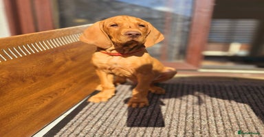 Hungarian Vizsla dogs - Advert 4