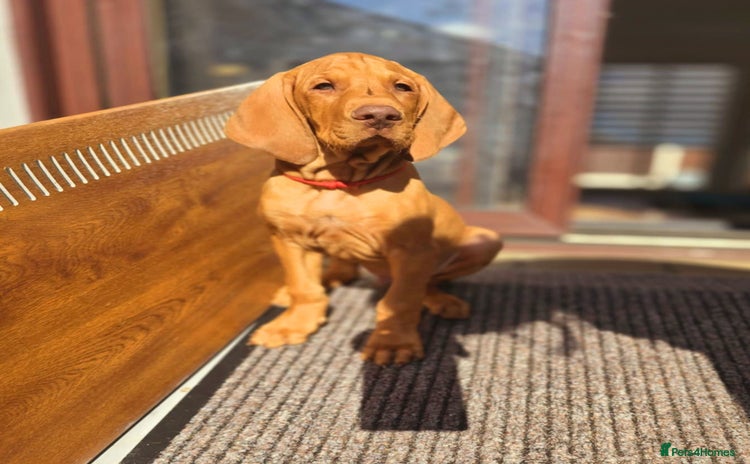 Hungarian Vizsla dogs - Advert 1