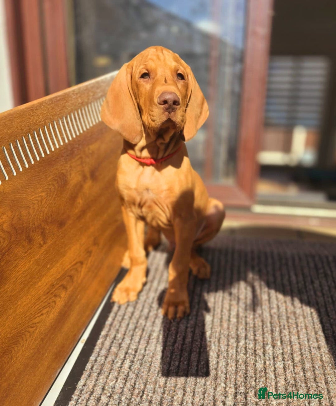 Hungarian Vizsla dogs for sale: 2 viz boys looking for loving homes - Image 2