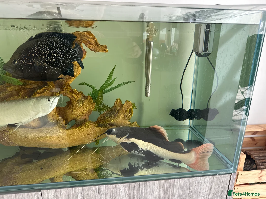 Catfish fish for sale: Redtail catfish - Advert 1