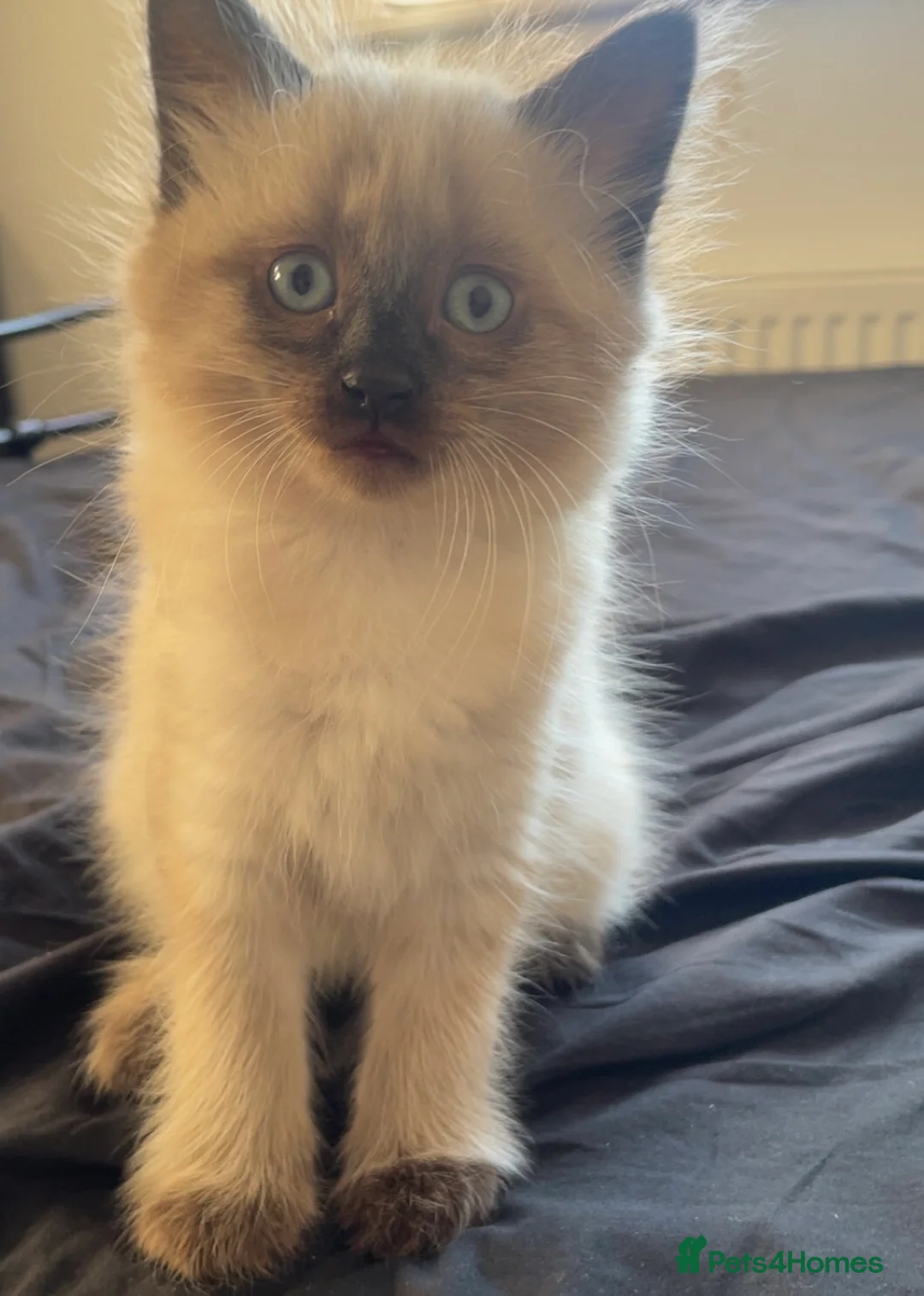 Mixed Breed cats for sale: 2 beautiful white boys  - Advert 2