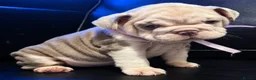 English Bulldog dogs for sale: Rare Fluffy English Bulldog Pups in Hoddesdon - Advert 7