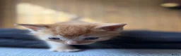 Abyssinian cats for sale: British x Abyssinian Kittens ONLY 2 left !  - Advert 19
