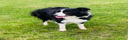 Border Collie dogs for sale: ISDS registered border collie bitch  - Advert 2
