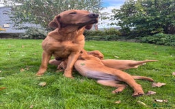 Labrador Retriever dogs for sale: KC Registered Fox Red Labrador Puppies  - Image 7