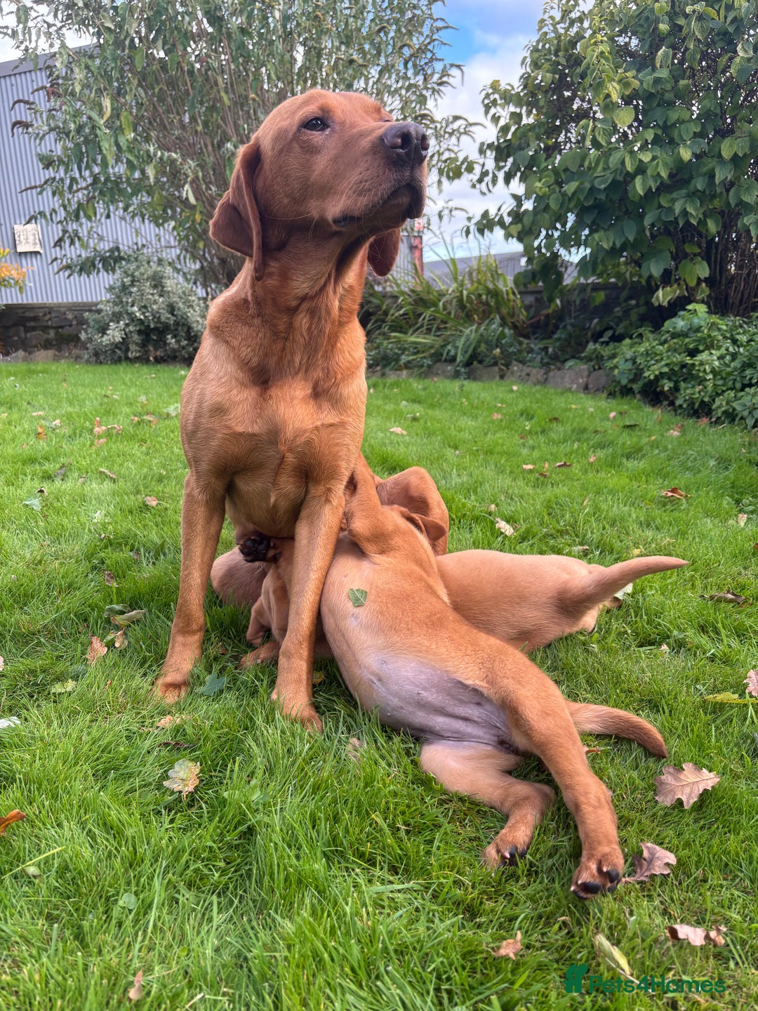 Labrador Retriever dogs for sale: KC Registered Fox Red Labrador Puppies  - Image 7