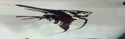 Angelfish fish for sale: Marble Angelfish - Advert 5