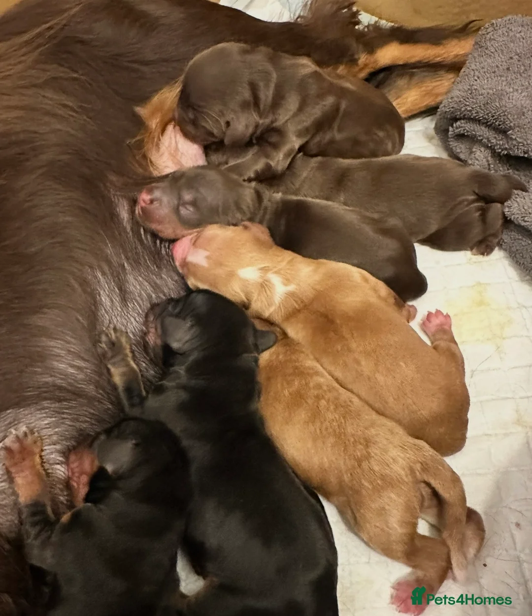 Cocker Spaniel dogs for sale: Beautiful working cocker spaniel s  in Chester - Advert 2