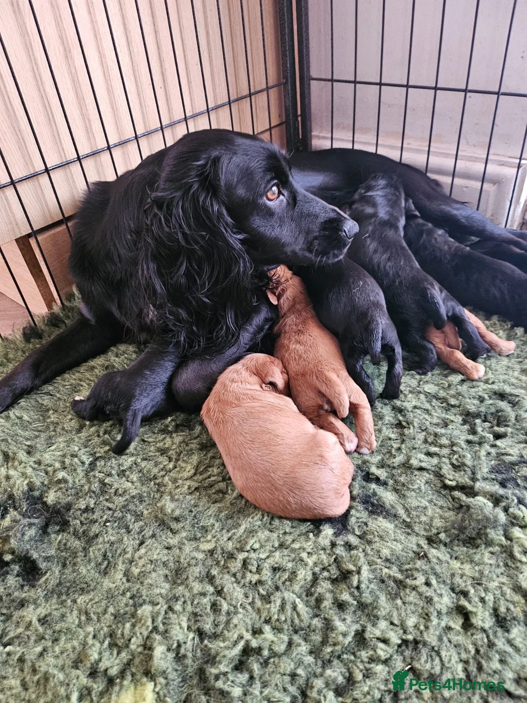 Cocker Spaniel dogs for sale: Cocker Spaniel Puppies working  - Advert 2