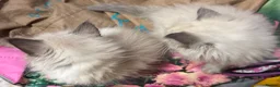 Ragdoll cats for sale: Male Ragdoll Kittens Ready Now - 2 Remaining  - Advert 7
