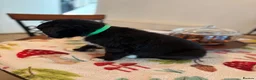 Mixed Breed dogs for sale: Bordoodles ready for there forever homes. - Advert 4
