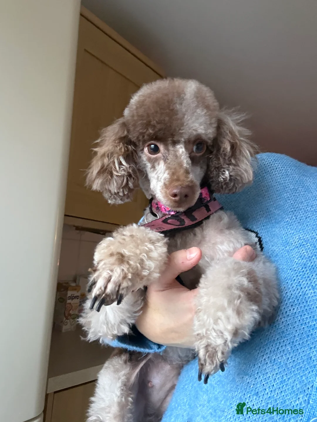 Toy Poodle dogs for sale: Chocolate phantom Merle toy poodle girl - Advert 8