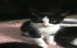 Domestic Shorthair cats for sale: 5 male kittens ready to leave now  - Image 4