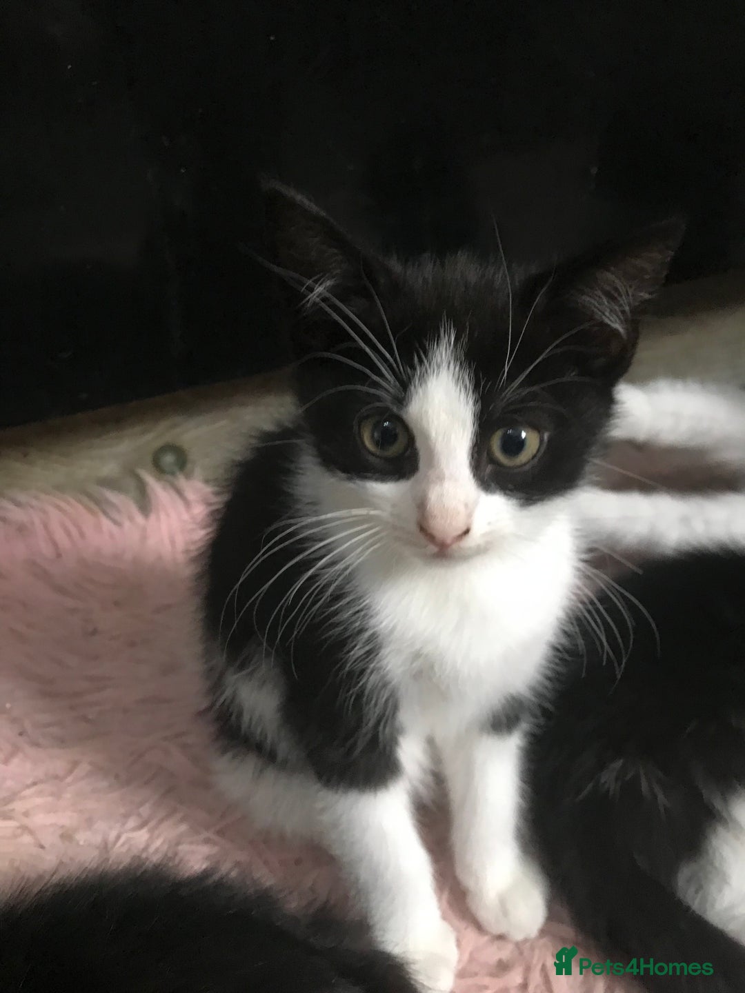 Domestic Shorthair cats for sale: 5 male kittens ready to leave now  - Image 4