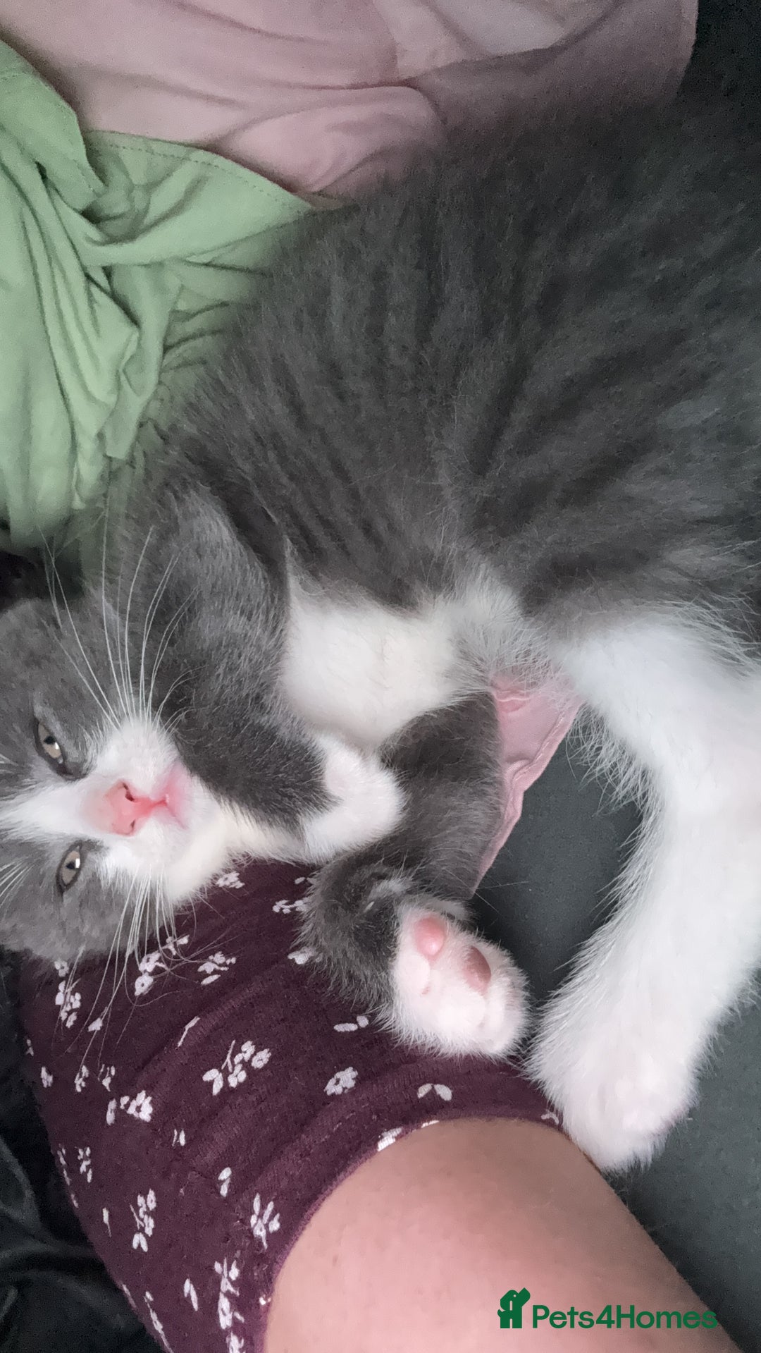 Mixed Breed cats for sale: One male kitten left  - Advert 3