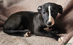 Whippet dogs for sale: **Ready now**KC HEART AND HEALTH TESTED WHIPPETS - Image 9