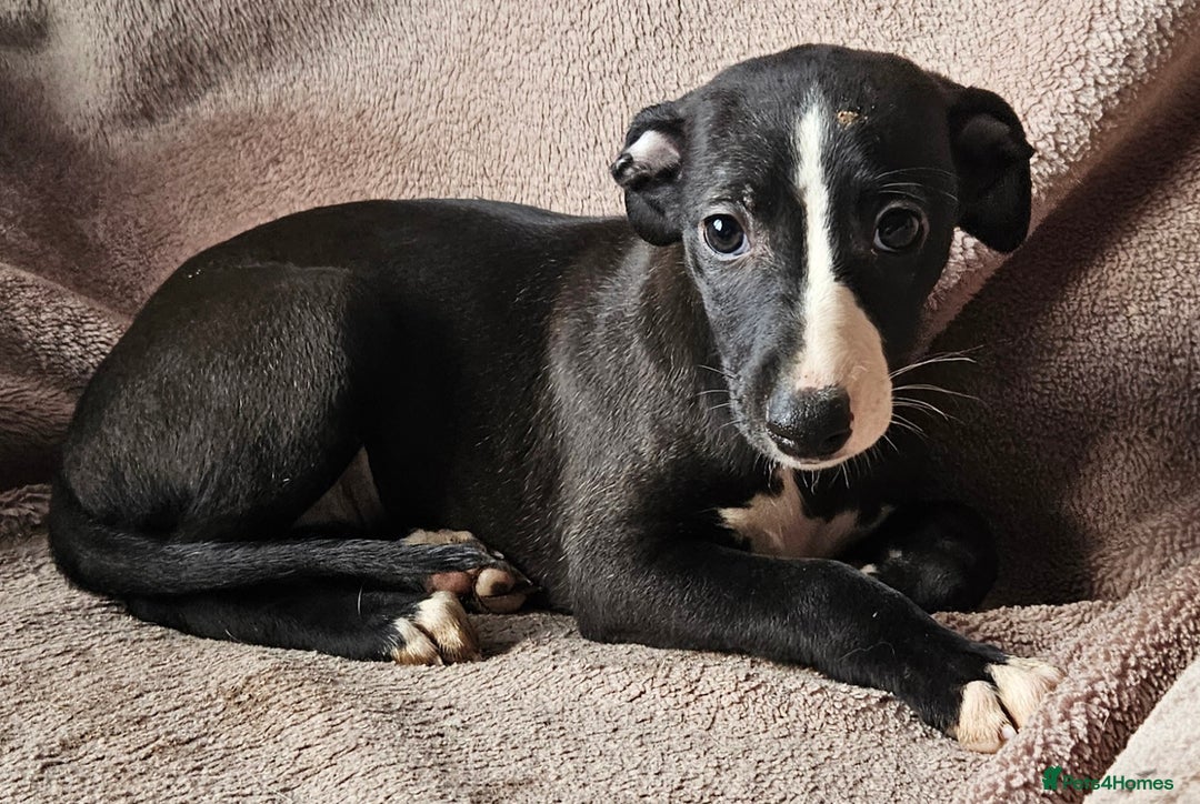 Whippet dogs for sale: **Ready now**KC HEART AND HEALTH TESTED WHIPPETS - Image 9