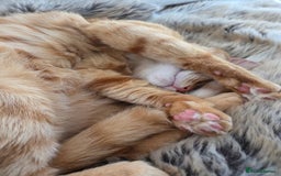 Siberian cats for sale: 2 1/2 year old Gorgeous Ginger Siberian Cross - Image 6