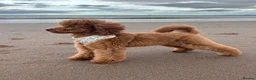 Toy Poodle dogs for sale: KC Toy Poodle 🧸 Boy in Musselburgh - Advert 3