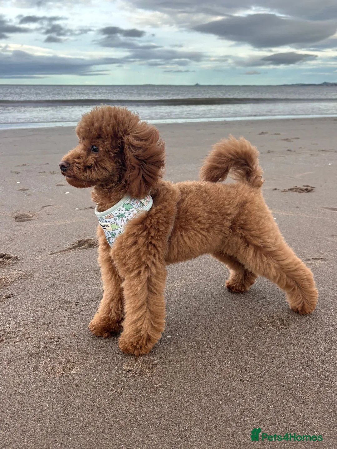 Toy Poodle dogs for sale: KC Toy Poodle 🧸 Boy in Musselburgh - Advert 3