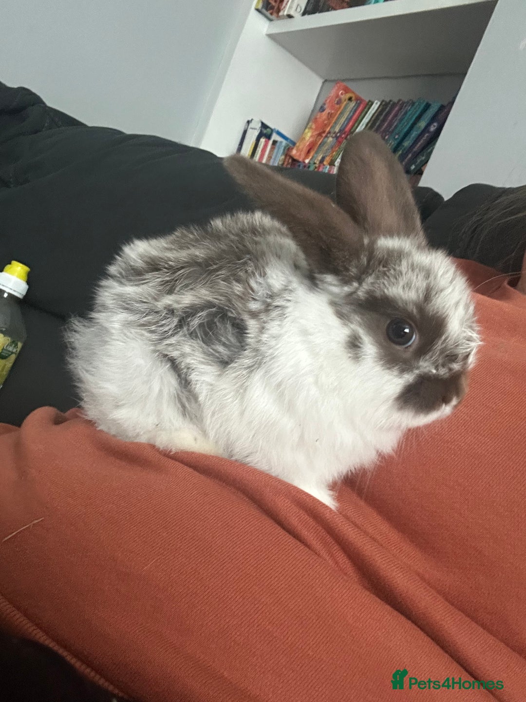 Mini Lop rabbits for sale: Mini lop rabbits  - Image 3