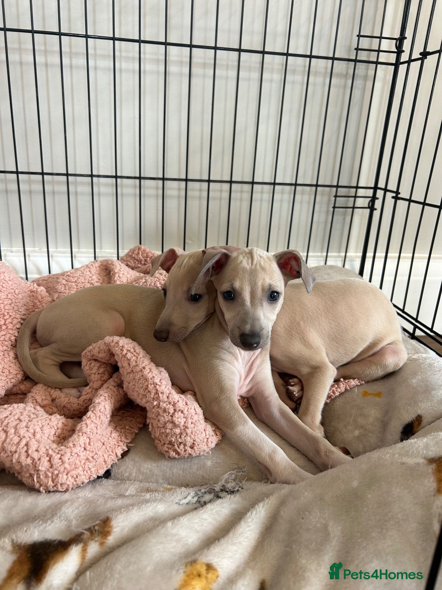 Italian Greyhound dogs Health tested KC reg Italian Greyhound Puppies  - Advert 7