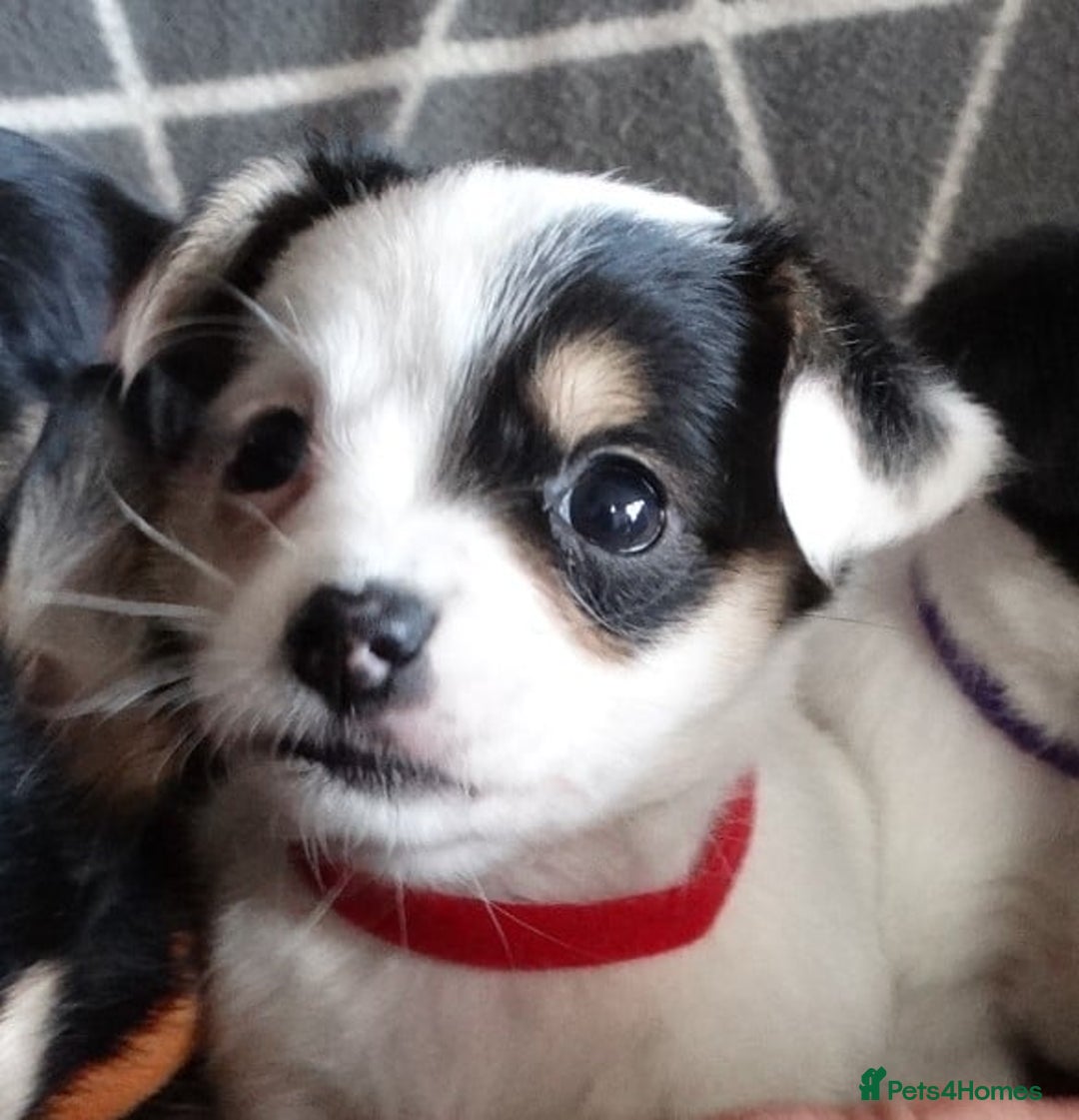 Jack Russell dogs for sale: Beautiful Jack Russell/chihuahua mix puppies - Advert 15