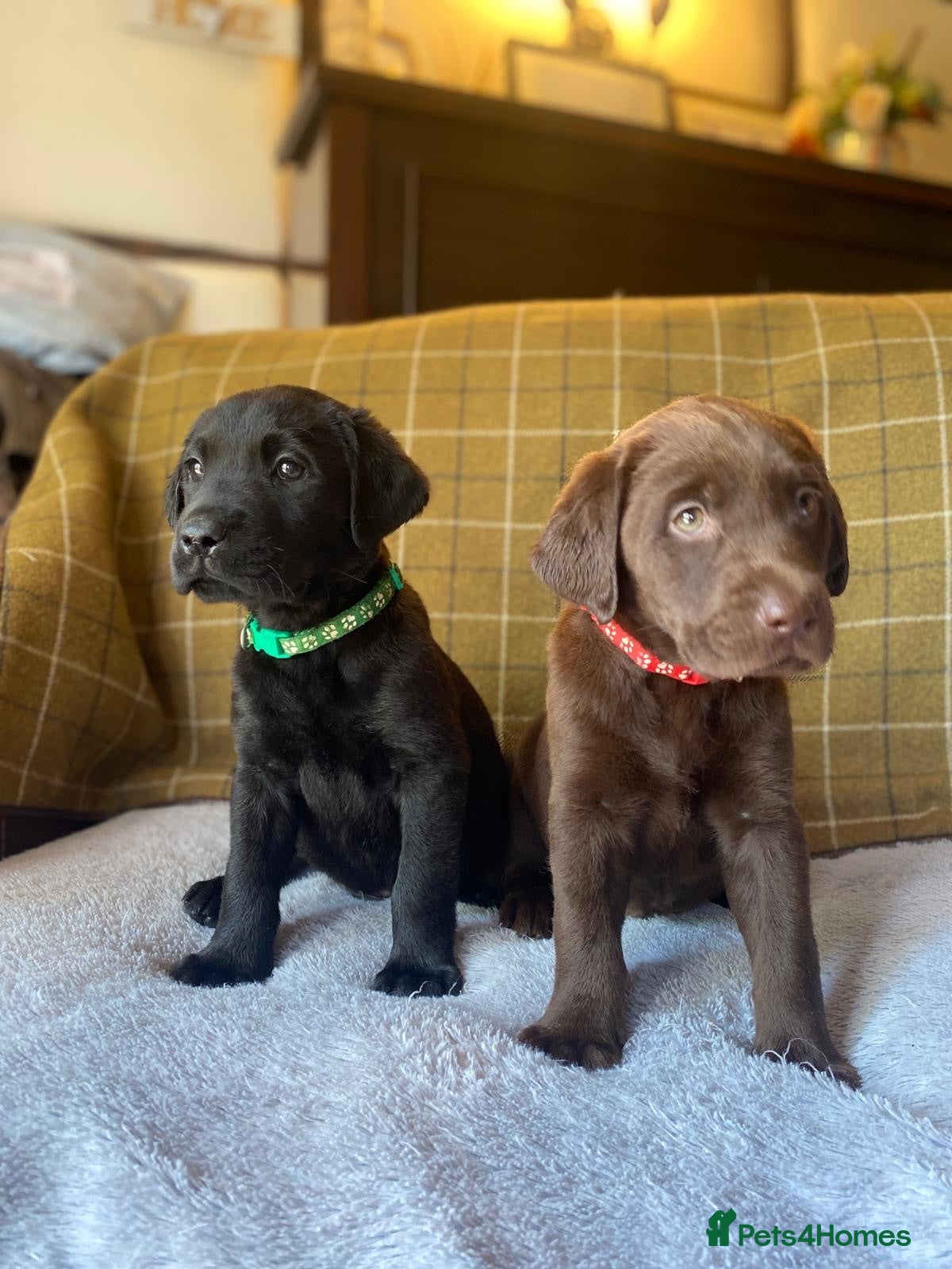 Labrador Retriever dogs Beautiful Chunky Labrador Puppies  - Advert 1