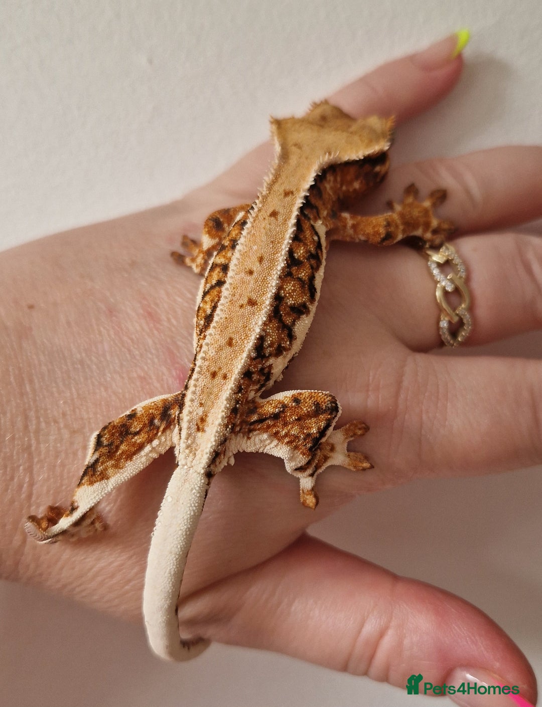 Gecko reptiles for sale: lily white crested geckos for sale - Image 7