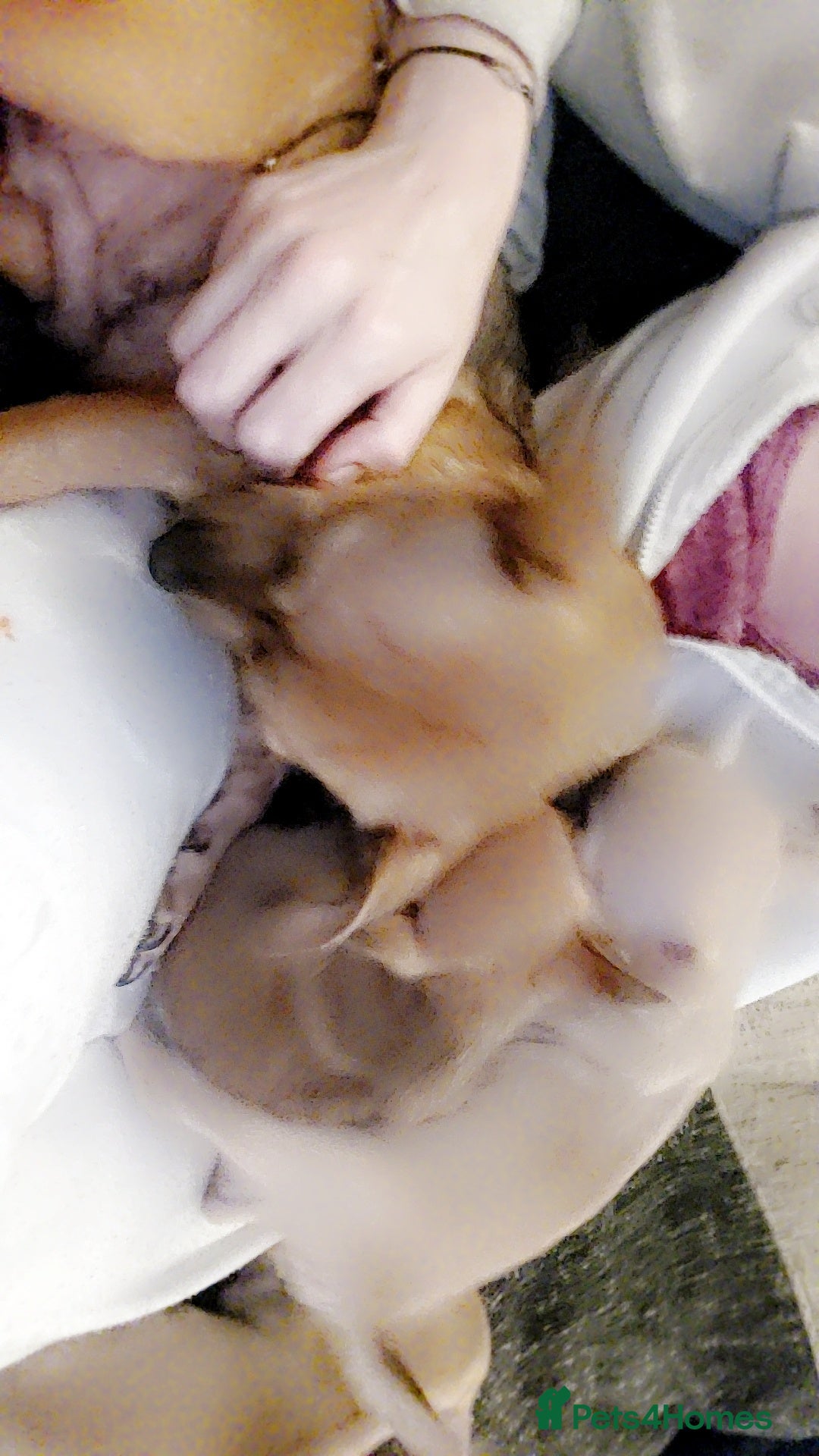 Mixed Breed dogs Puppies - Advert 1