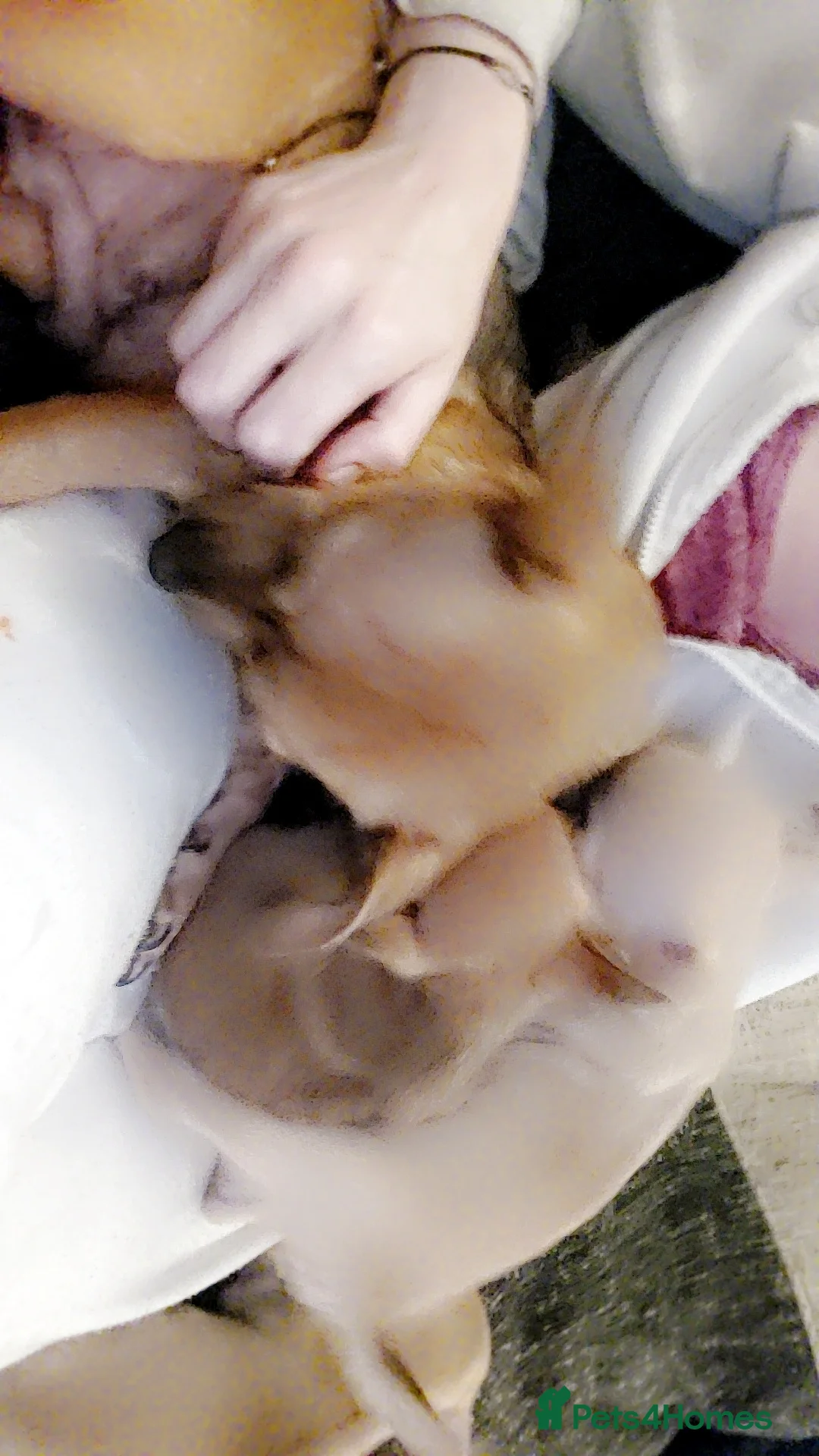 Mixed Breed dogs for sale: Puppies - Advert 1