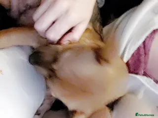 Mixed Breed dogs Puppies - Advert 1