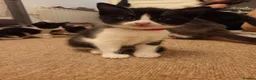 British Shorthair cats for sale: Kittens in Coventry - Advert 2
