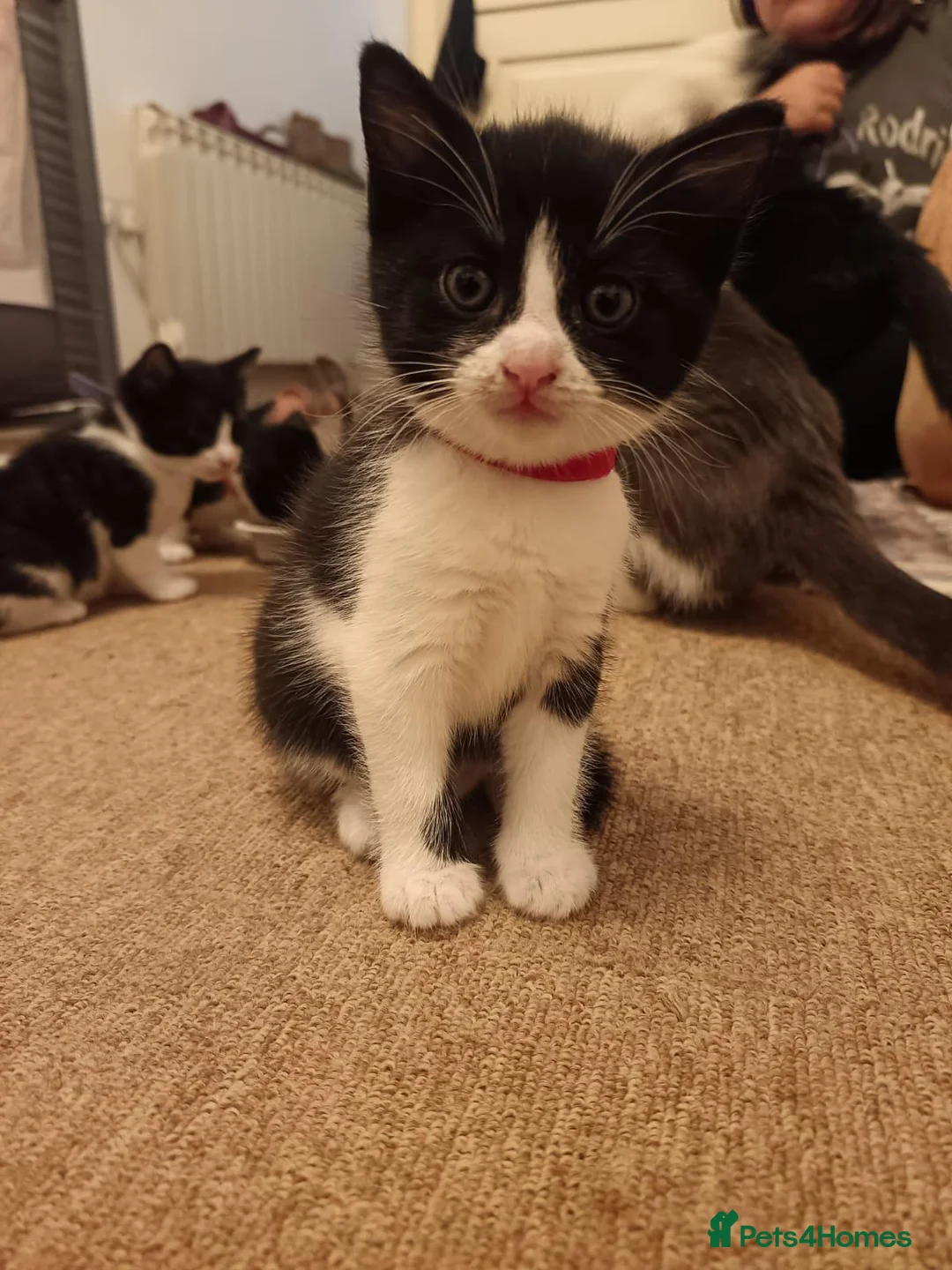 British Shorthair cats for sale: Kittens in Coventry - Advert 2